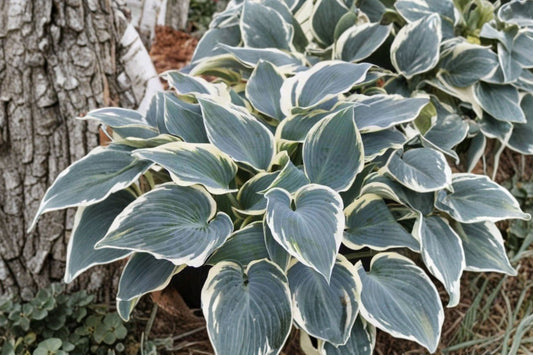 Hosta ‘El Niño’ | Blue Variegated Hosta Bareroot | Shade Loving Perennial Plant | Slug Resistant Plantain Lily