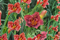 Hemerocallis ‘Night Embers’ | Reblooming Burgundy Double Daylily | Fragrant Perennial Flower | Bareroot Daylily Plant