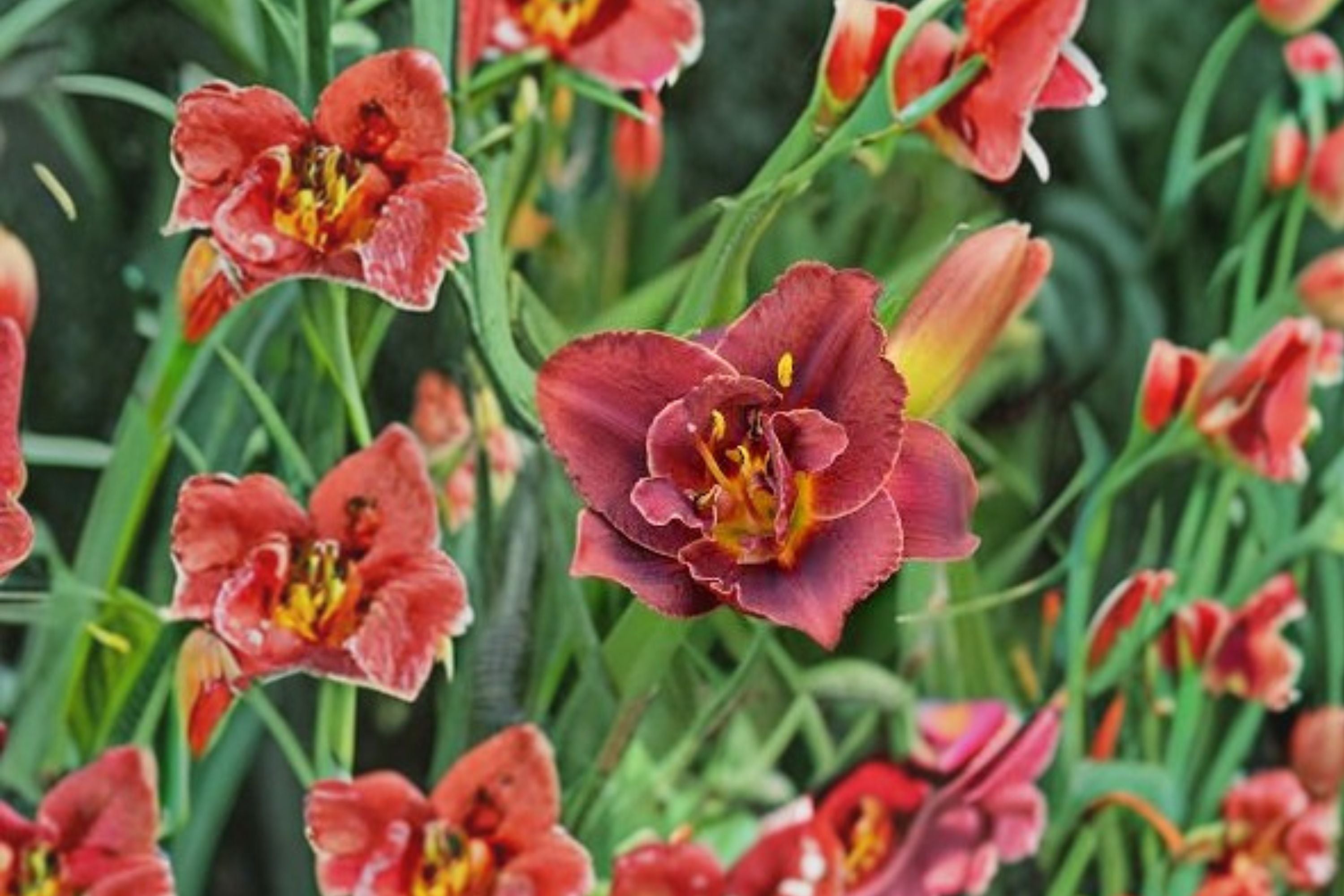Hemerocallis ‘Night Embers’ | Reblooming Burgundy Double Daylily | Fragrant Perennial Flower | Bareroot Daylily Plant