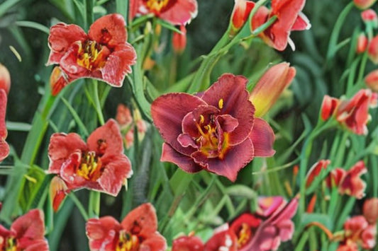 Hemerocallis ‘Night Embers’ | Reblooming Burgundy Double Daylily | Fragrant Perennial Flower | Bareroot Daylily Plant