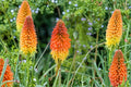 Kniphofia ‘Mango Popsicle’ | Orange Red Hot Poker Plant | Hummingbird Perennial | Torch Lily | 1 Gallon Live Plant