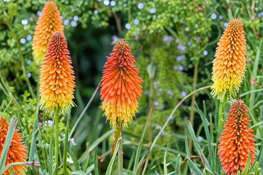Kniphofia ‘Mango Popsicle’ | Orange Red Hot Poker Plant | Hummingbird Perennial | Torch Lily | 1 Gallon Live Plant