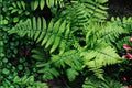 Dryopteris x complexa | Buckler Fern | Hardy Shade Fern | Woodland Garden Plant | Live Fern in 3.5" Pot