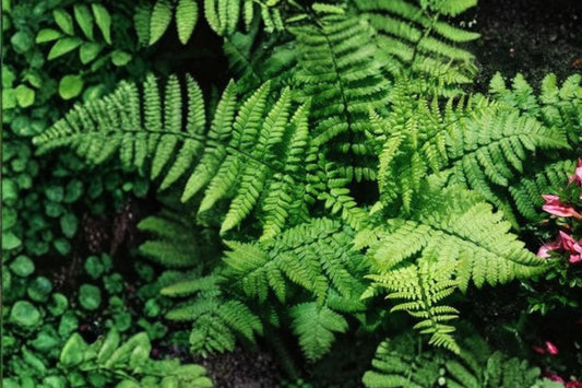 Dryopteris x complexa | Buckler Fern | Hardy Shade Fern | Woodland Garden Plant | Live Fern in 3.5" Pot