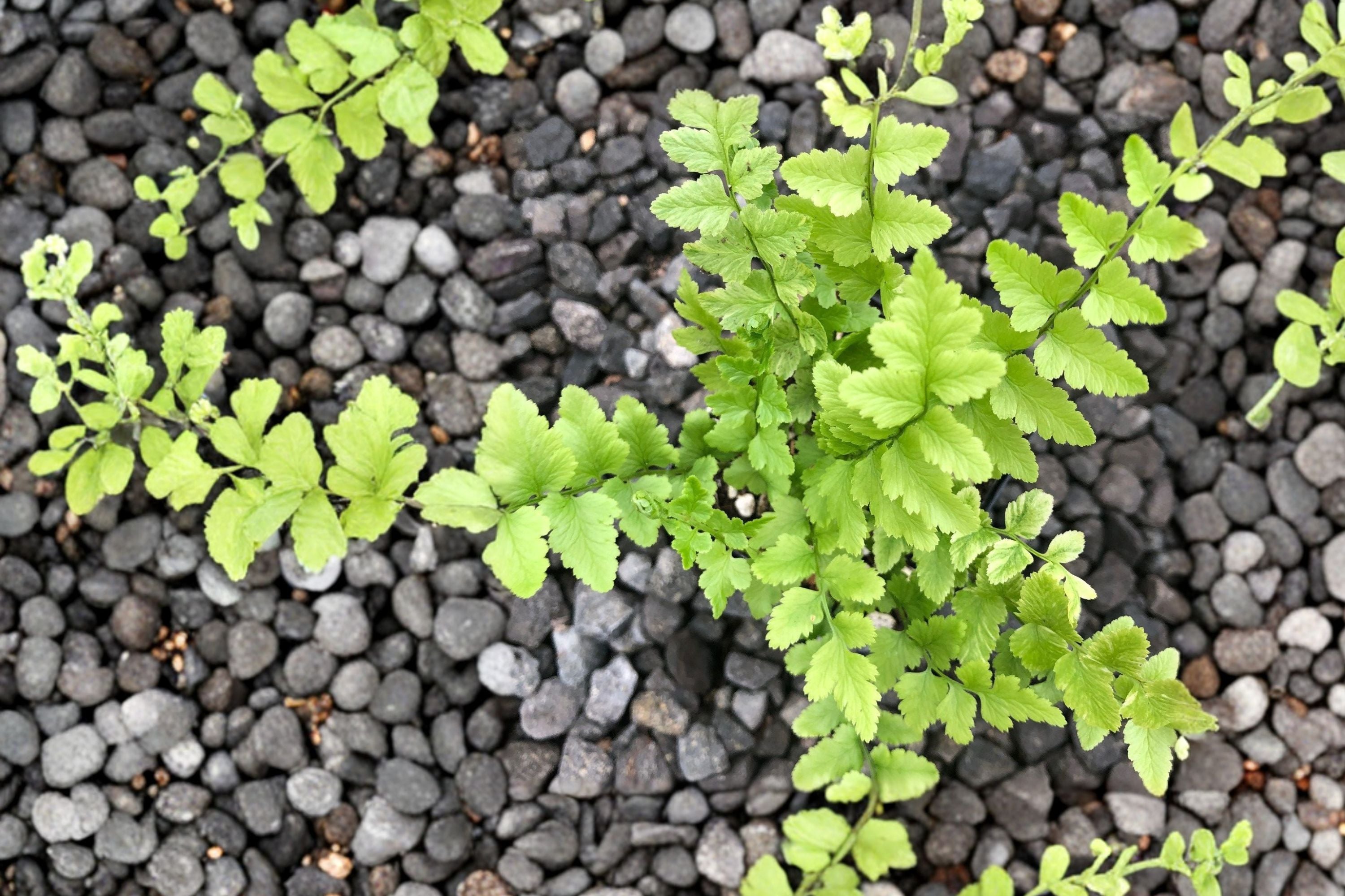 Dryopteris tokyoensis | Tokyo Wood Fern | Hardy Shade Fern | Woodland Garden Plant | Live Fern in 3.5" Pot