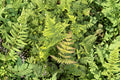 Dryopteris nipponensis | Wide Leaf Autumn Fern | Hardy Shade Fern | Woodland Garden Plant | Live Fern in 3.5" Pot
