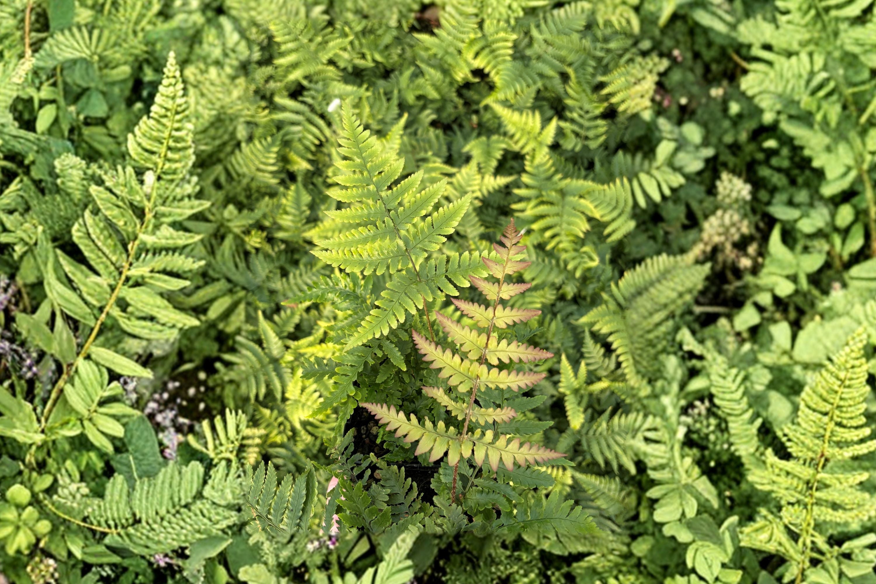 Dryopteris nipponensis | Wide Leaf Autumn Fern | Hardy Shade Fern | Woodland Garden Plant | Live Fern in 3.5" Pot