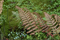 Dryopteris lepidopoda | Sunset Fern | Hardy Shade Fern | Copper Red Woodland Fern | Live Fern in 3.5" Pot