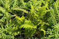 Dryopteris affinis 'Crispa Congesta' | Dwarf Evergreen Fern | Curled Shade Fern | Woodland Fairy Garden Plant | 3.5" Pot
