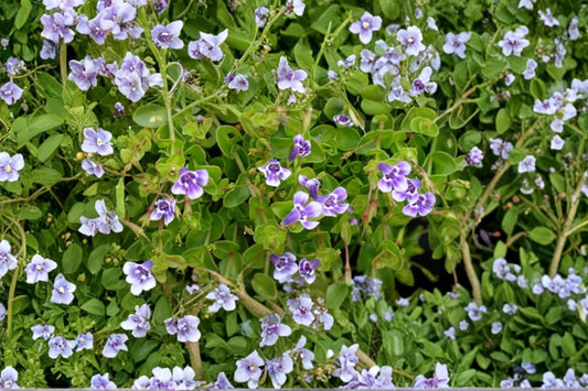 Lindernia grandiflora | Blue Moneywort Groundcover | Trailing Perennial Plant | Moisture-Loving Ground Cover | 3.5" Pot