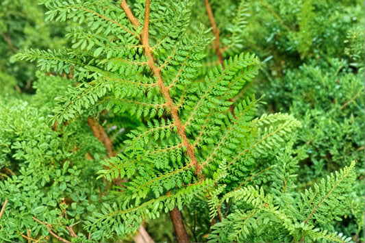 Polystichum setiferum 'Proliferum Wollastonii' | Soft Shield Fern | Evergreen Shade Fern | Woodland Fern | Live Fern 3.5" Pot