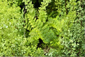 Polystichum setiferum 'Congestum' | Dwarf Shield Fern | Evergreen Shade Fern | Compact Woodland Fern | Live Fern 3.5" Pot
