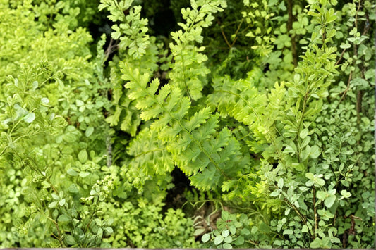 Polystichum setiferum 'Congestum' | Dwarf Shield Fern | Evergreen Shade Fern | Compact Woodland Fern | Live Fern 3.5" Pot