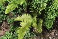 Polystichum braunii | Prickly Shield Fern | Evergreen Woodland Fern | Shade Loving Fern | Hardy Live Fern Plant 3.5" Pot