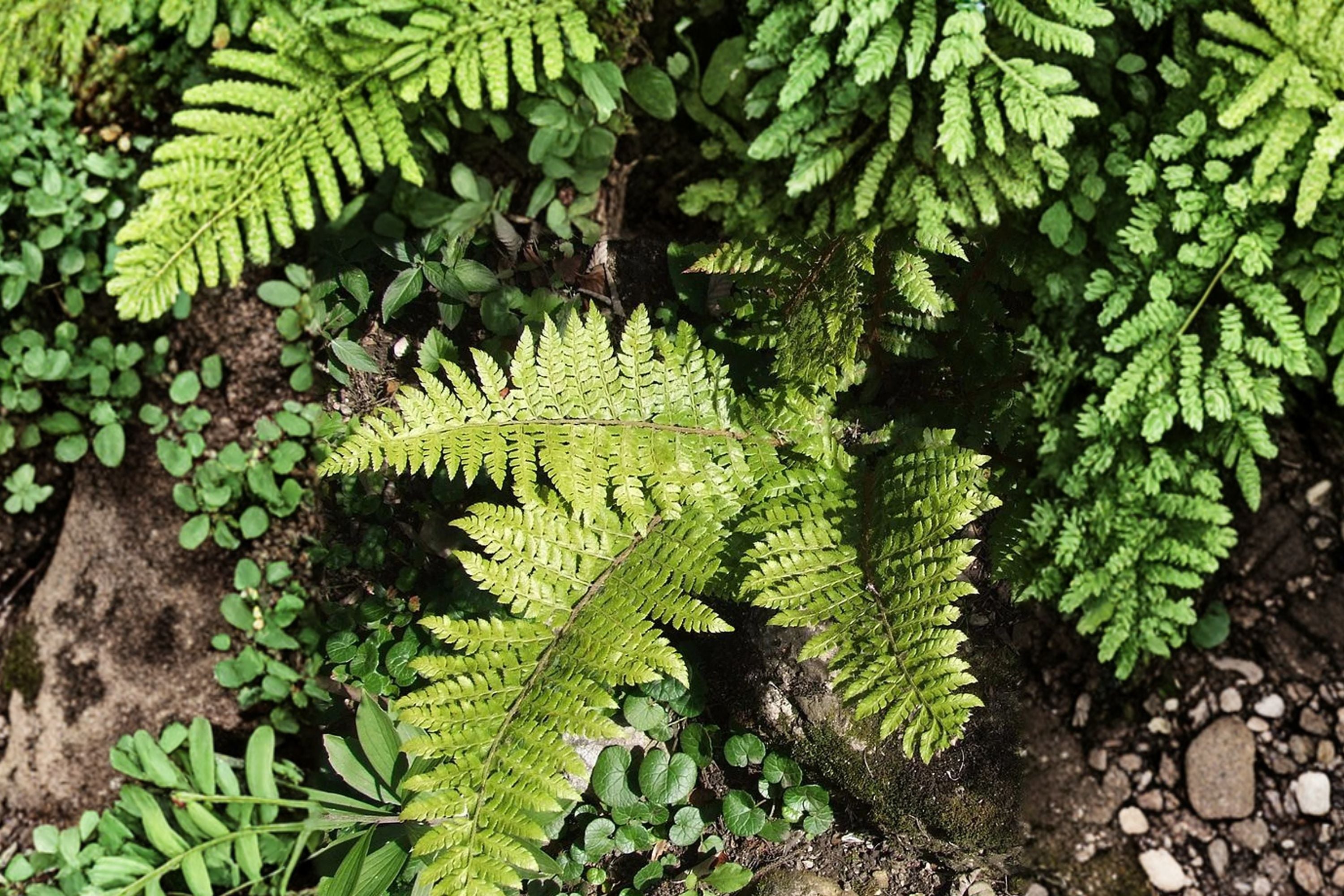 Polystichum braunii | Prickly Shield Fern | Evergreen Woodland Fern | Shade Loving Fern | Hardy Live Fern Plant 3.5" Pot