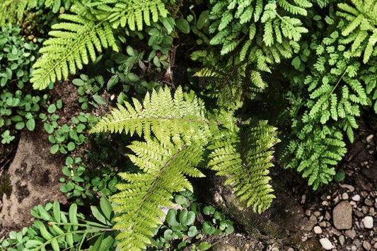 Polystichum braunii | Prickly Shield Fern | Evergreen Woodland Fern | Shade Loving Fern | Hardy Live Fern Plant 3.5" Pot
