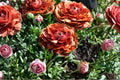 Ranunculus 'Cafe au Lait' | Bareroot Ranunculus Bulbs | Rose-Like Spring Flowers | Cut Flower Garden | Peony Style Blooms