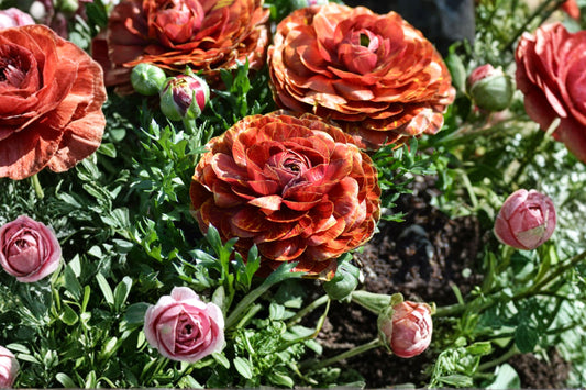 Ranunculus 'Cafe au Lait' | Bareroot Ranunculus Bulbs | Rose-Like Spring Flowers | Cut Flower Garden | Peony Style Blooms