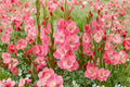 Gladiolus 'White Eyed Miss' | Hardy Gladiolus Bulbs | Pink & White Sword Lily | Summer Cut Flowers | Spring Planting Bulbs