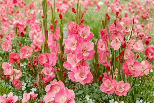 Gladiolus 'White Eyed Miss' | Hardy Gladiolus Bulbs | Pink & White Sword Lily | Summer Cut Flowers | Spring Planting Bulbs