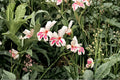 Gladiolus 'Prins Claus' | Hardy Gladiolus Bulbs | White & Pink Sword Lily | Dwarf Summer Flower | Spring Planting Bulbs