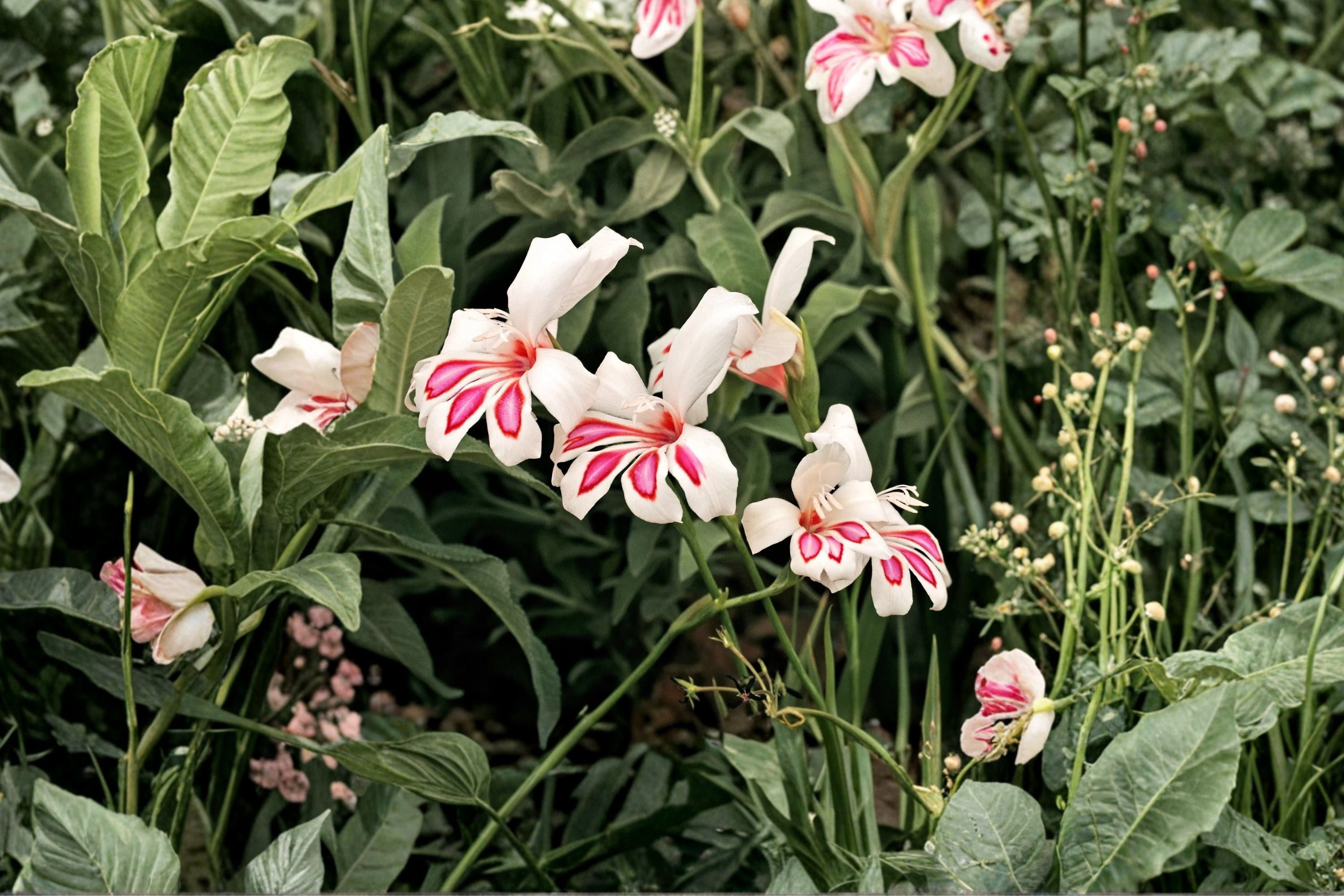 Gladiolus 'Prins Claus' | Hardy Gladiolus Bulbs | White & Pink Sword Lily | Dwarf Summer Flower | Spring Planting Bulbs