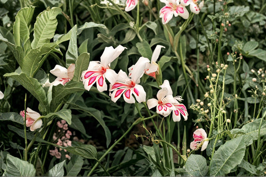 Gladiolus 'Prins Claus' | Hardy Gladiolus Bulbs | White & Pink Sword Lily | Dwarf Summer Flower | Spring Planting Bulbs
