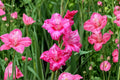 Gladiolus 'Bibi' | Hardy Gladiolus Bulbs | Pink Sword Lily | Summer Blooming Flower Bulbs | Cut Flower Garden Plant