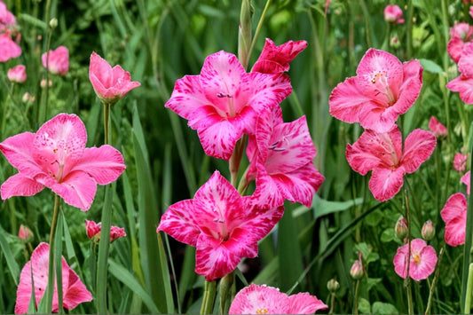 Gladiolus 'Bibi' | Hardy Gladiolus Bulbs | Pink Sword Lily | Summer Blooming Flower Bulbs | Cut Flower Garden Plant