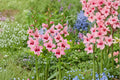 Gladiolus murielae ‘Summer Sunset’ | Pink Acidanthera Bulbs | Fragrant Hardy Gladiolus | Orchid Flower Sword Lily | Summer Blooming Bulbs