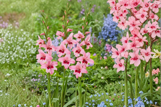 Gladiolus murielae ‘Summer Sunset’ | Pink Acidanthera Bulbs | Fragrant Hardy Gladiolus | Orchid Flower Sword Lily | Summer Blooming Bulbs
