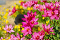 5 Ixia ‘Rose Emperor’ Bulbs | Pink African Corn Lily | Wand Flower Corms | Spring Planting Bulbs | Cut Flower Garden Plant