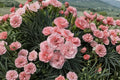 Dianthus ‘Scent First Romance’ | Fragrant Pink Carnation Perennial | Double Bloom Cottage Garden Flower | Deer Resistant Dianthus