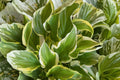 Hosta ‘So Sweet’ Bareroot | Fragrant Variegated Hosta | Shade Perennial Plant | White Flower Plantain Lily | Woodland Garden Plant