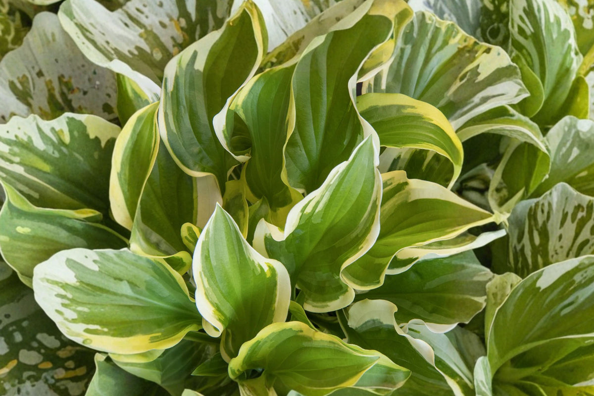 Hosta ‘So Sweet’ Bareroot | Fragrant Variegated Hosta | Shade Perennial Plant | White Flower Plantain Lily | Woodland Garden Plant