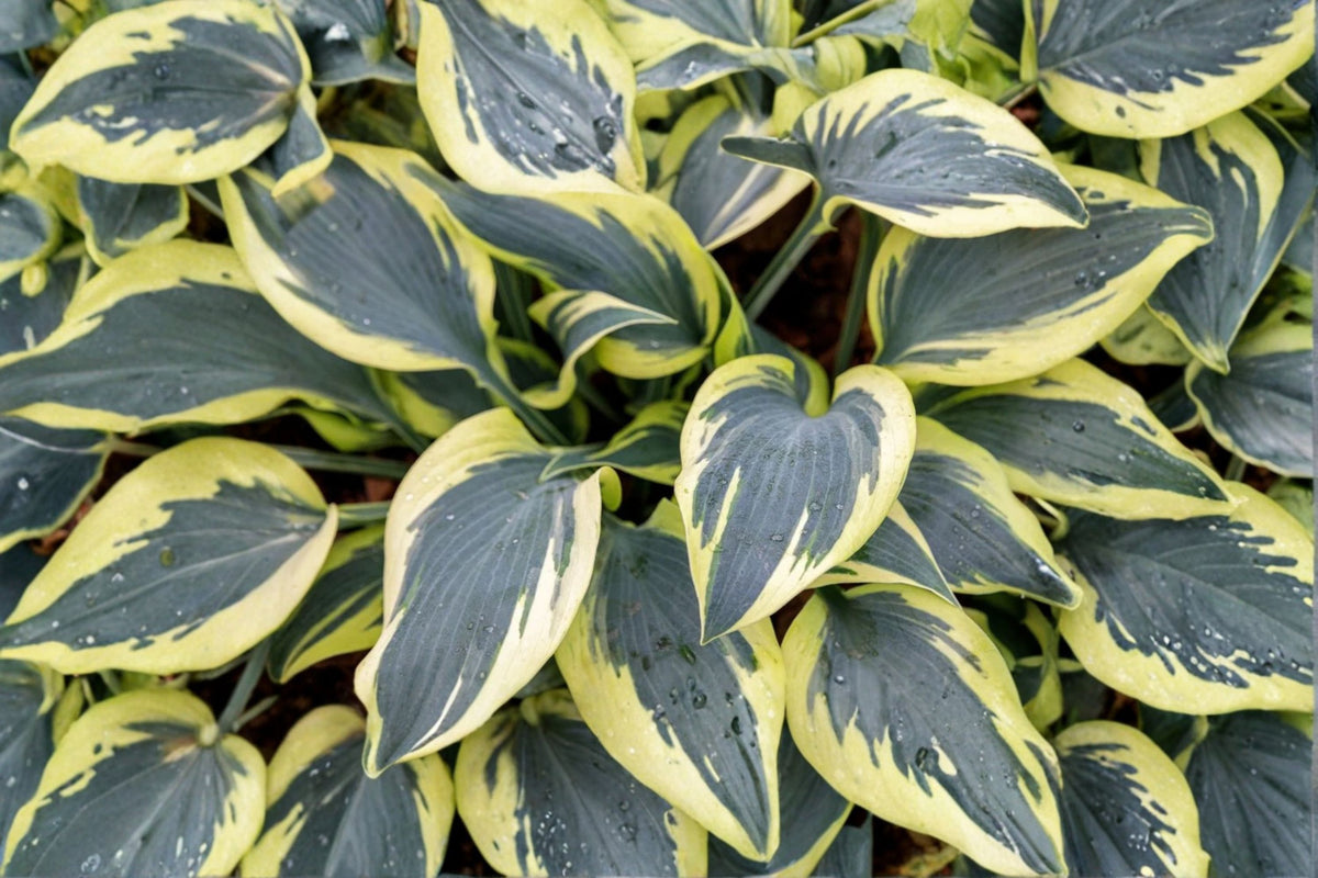 Hosta ‘Ben Vernooij’ Bareroot | Blue Variegated Hosta | Cream Gold Margin Plantain Lily | Shade Perennial | Woodland Garden Plant