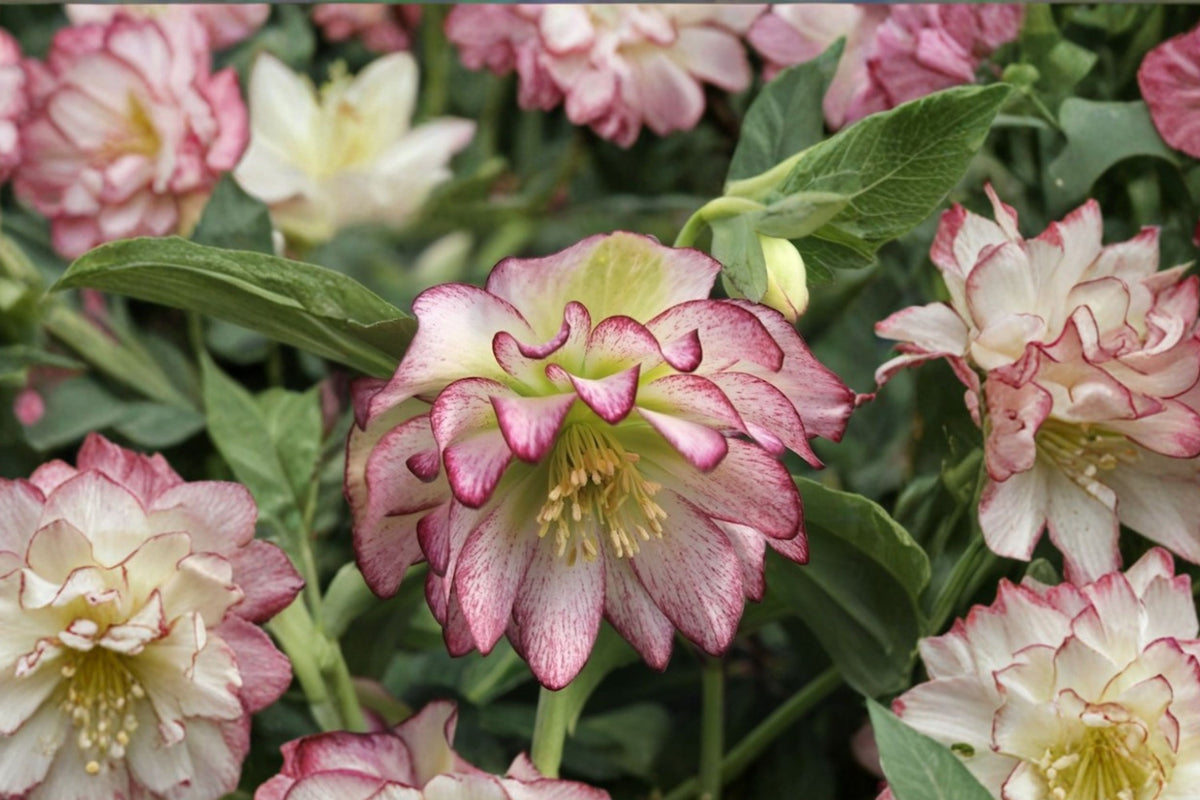 Lenten Rose ‘Rose Quartz’ | Winter Jewels Hellebore | Evergreen Shade Perennial | Early Blooming Helleborus | Shade Garden Plant