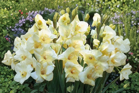 Gladiolus Glamini ‘Charlotte’ | Compact Pale Yellow Gladiolus Bulbs | Dwarf Sword Lily | Summer Blooming Cut Flower | Pollinator Garden Plant