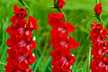 Gladiolus Glamini ‘Tom’ | Red Compact Gladiolus Bulbs | Dwarf Sword Lily | Summer Blooming Cut Flower | Pollinator-Friendly Garden Plant