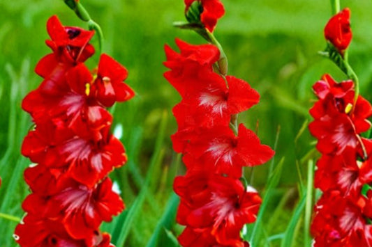 Gladiolus Glamini ‘Tom’ | Red Compact Gladiolus Bulbs | Dwarf Sword Lily | Summer Blooming Cut Flower | Pollinator-Friendly Garden Plant