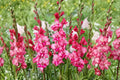 Gladiolus Glamini ‘Kelly’ | Pink Compact Gladiolus Bulbs | Dwarf Sword Lily | Summer Blooming Cut Flower | Pollinator-Friendly Garden Plant
