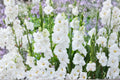 Gladiolus Glamini ‘Blondie’ | White Compact Gladiolus Bulbs | Dwarf Sword Lily | Summer Blooming Cut Flower | Pollinator-Friendly Garden Plant