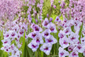 Gladiolus Glamini ‘Tina’ | Purple Compact Gladiolus Bulbs | Dwarf Sword Lily | Summer Blooming Cut Flower | Pollinator-Friendly Garden Plant
