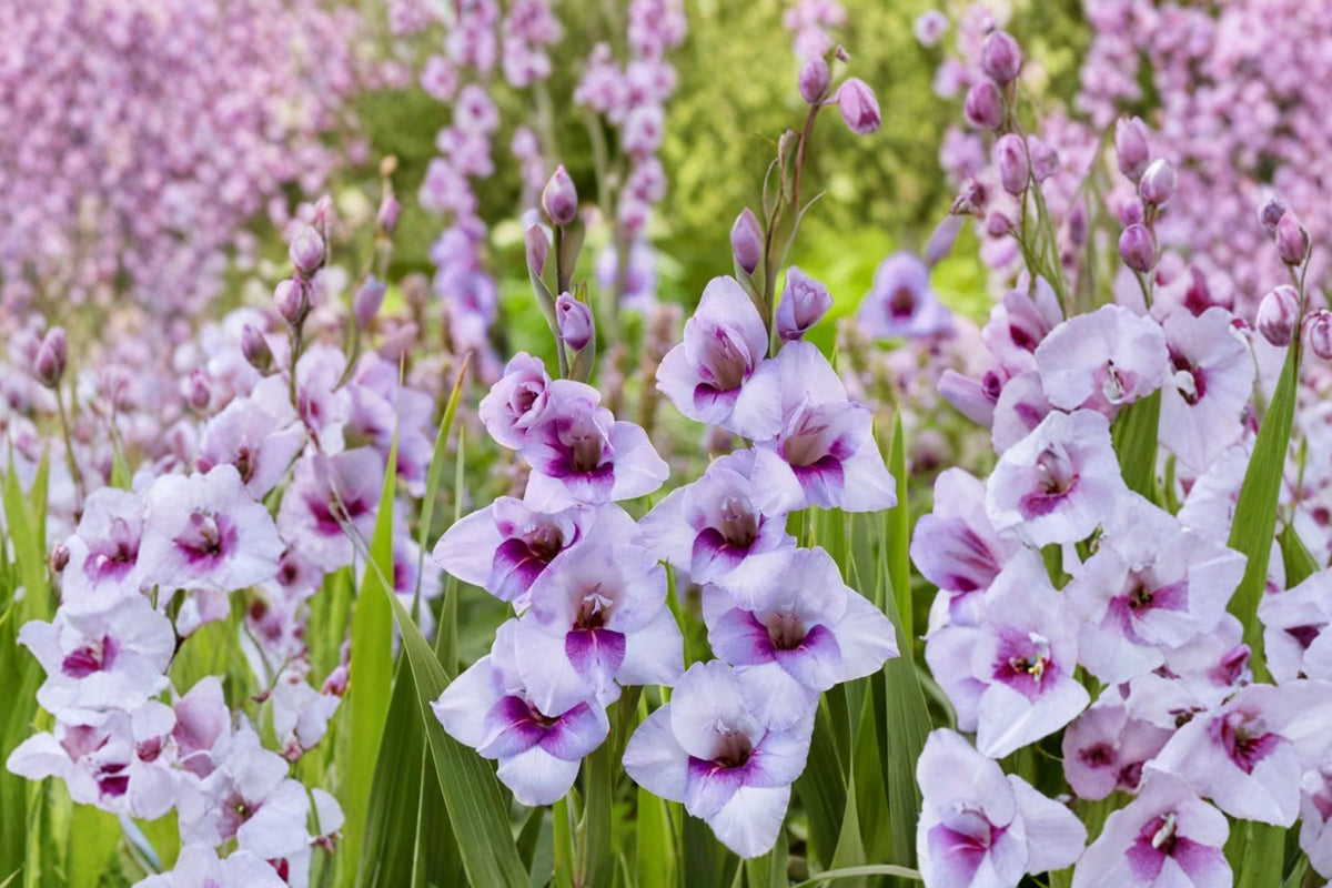Gladiolus Glamini ‘Tina’ | Purple Compact Gladiolus Bulbs | Dwarf Sword Lily | Summer Blooming Cut Flower | Pollinator-Friendly Garden Plant