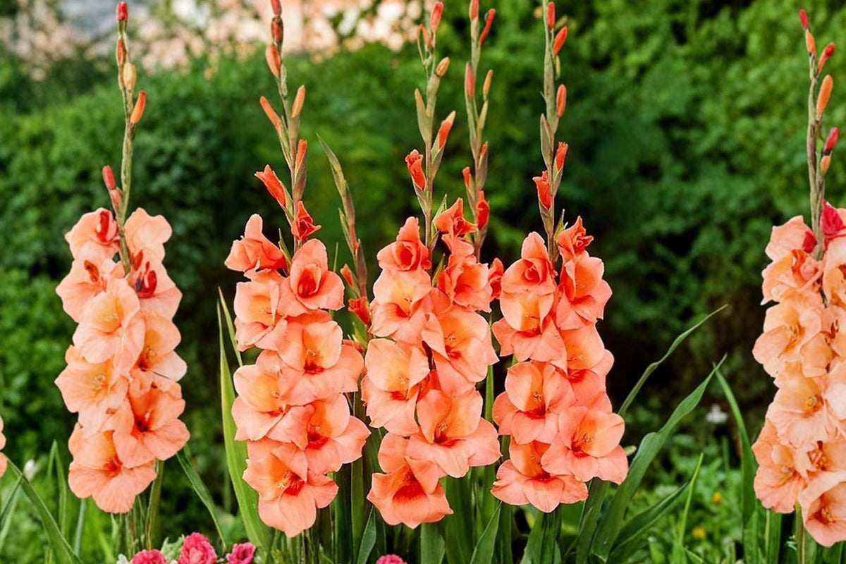 Gladiolus Glamini ‘Jenny’ | Orange Compact Gladiolus Bulbs | Dwarf Sword Lily | Summer Blooming Cut Flower | Pollinator-Friendly Garden Plant