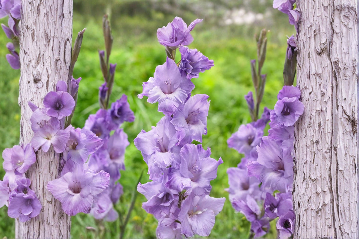 Gladiolus Glamini ‘Kim’ | Purple Compact Gladiolus Bulbs | Dwarf Sword Lily | Summer Blooming Cut Flower | Pollinator Garden Plant