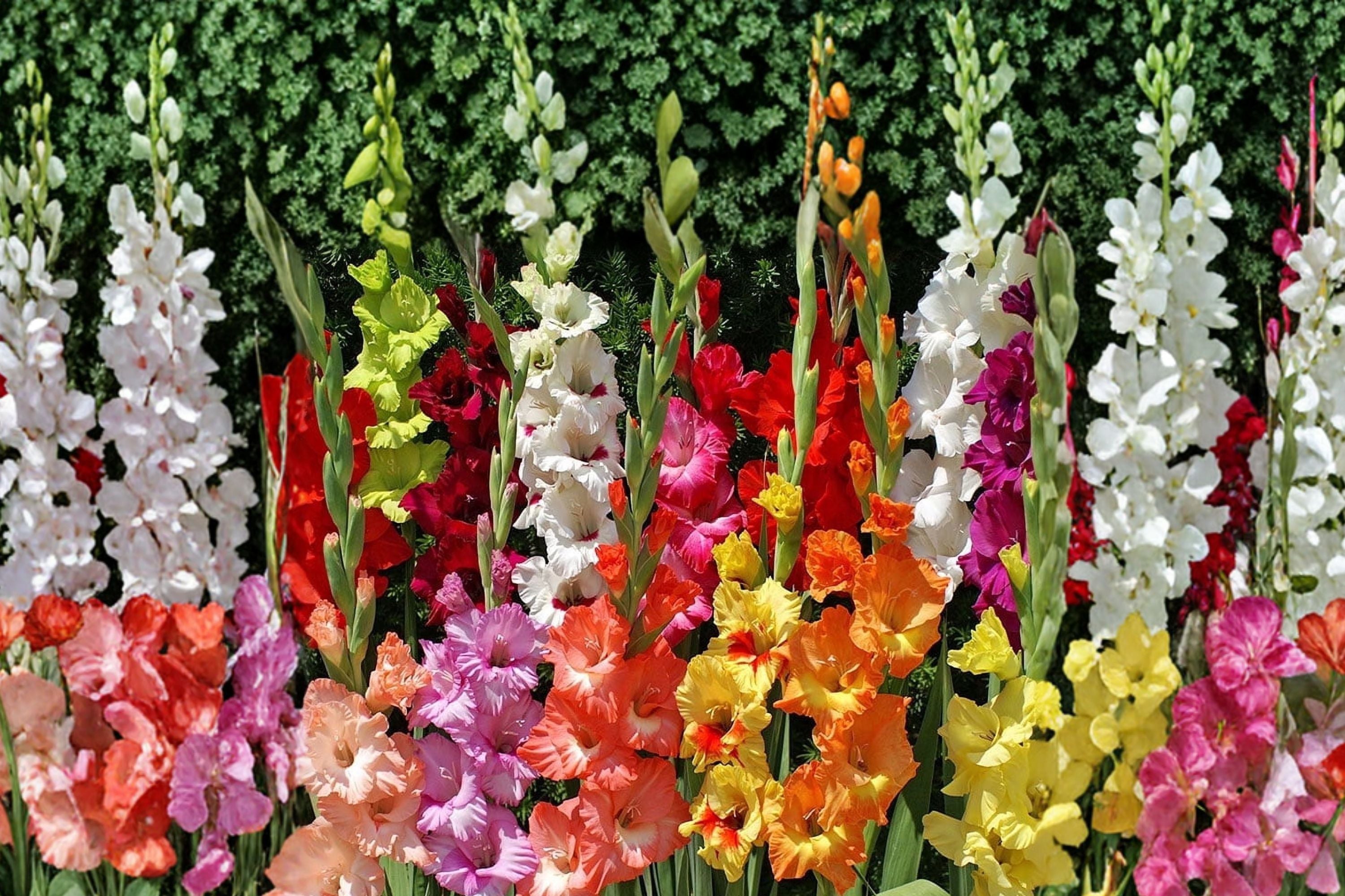 8 Gladiolus Glamini Varieties Collection | Compact Gladiolus Bulbs Mix | Dwarf Sword Lily Bulbs | Summer Blooming Cut Flowers | Pollinator Garden