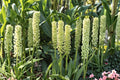 Eucomis pole-evansii | Giant Pineapple Lily Bulb | Tall Summer Blooming Perennial | Exotic Tropical Garden Plant | Pollinator Friendly Flower