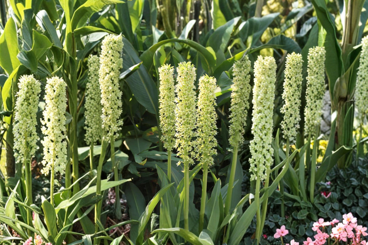 Eucomis pole-evansii | Giant Pineapple Lily Bulb | Tall Summer Blooming Perennial | Exotic Tropical Garden Plant | Pollinator Friendly Flower