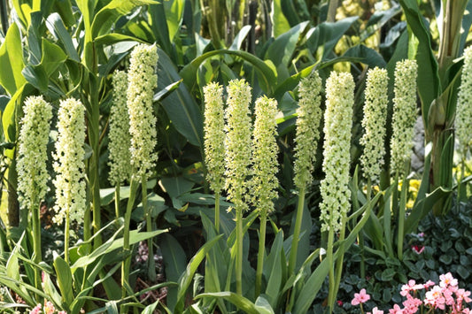 Eucomis pole-evansii | Giant Pineapple Lily Bulb | Tall Summer Blooming Perennial | Exotic Tropical Garden Plant | Pollinator Friendly Flower